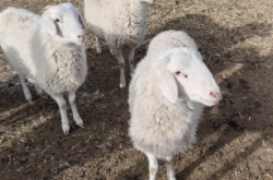 赤峰附近適合養(yǎng)殖的牧場(chǎng)