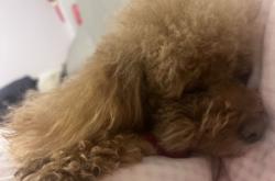 赤峰收寵物貓的地方電話號(hào)碼