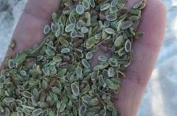 赤峰種子公司電話(huà)號(hào)碼查詢(xún)