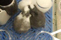 赤峰小超寵物店地址電話號碼