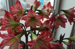 赤峰大廟櫻桃園電話號碼查詢