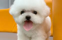 赤峰比熊繁殖基地電話地址查詢