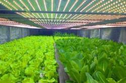 赤峰市植物工廠廠家電話號碼