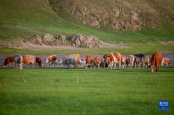 赤峰市牛羊下貨收購電話號碼