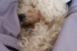 赤峰市松山寵物店電話號(hào)碼