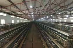 赤峰蛋鴨養(yǎng)殖場電話地址查詢