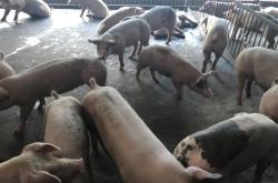 赤峰最近的生豬屠宰場(chǎng)電話號(hào)碼