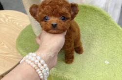 赤峰寵物保險(xiǎn)電話多少錢啊