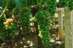 赤峰采摘葡萄園電話號碼查詢