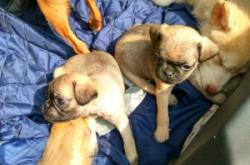 赤峰出售鹿犬電話地址在哪里啊