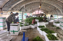 赤峰生豬檢疫站電話是多少號(hào)