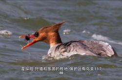 赤峰賣寵物鳥的地方電話號碼