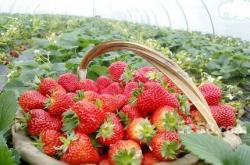 赤峰采摘優(yōu)惠團(tuán)購(gòu)平臺(tái)電話號(hào)碼