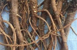 赤峰市育肥羊收購電話地址查詢