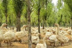 赤峰養(yǎng)鵝暖棚出租電話號(hào)碼查詢