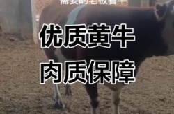 赤峰黃膘牛肉飯店電話號(hào)碼多少