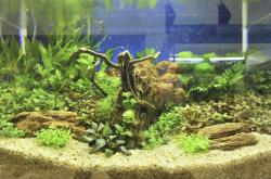 赤峰觀賞魚缸維護(hù)電話是多少號