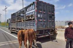 赤峰倉窖農(nóng)家樂地址電話號碼