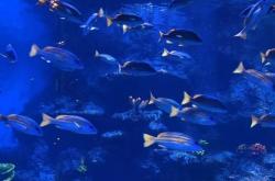 赤峰市水族館訂票電話號(hào)碼