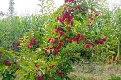 赤峰市雞心果采摘園電話號碼