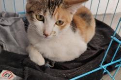 赤峰貓咪免費送養(yǎng)地址電話號碼