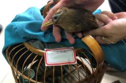 赤峰畫眉鳥店地址電話是多少號