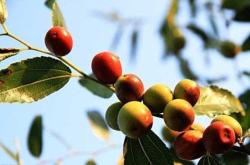 赤峰寧城縣食品廠電話號(hào)碼