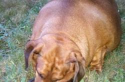 赤峰臘腸寵物犬基地電話號碼