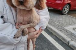 赤峰菲菲寵物診所電話多少號