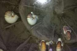 赤峰北辰海洋館電話號碼多少