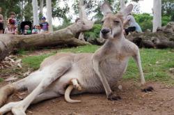 赤峰動物園電話號碼
