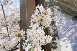 赤峰哪里有櫻花