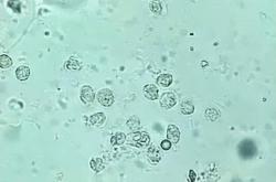 赤峰派特生物有限公司