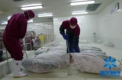 赤峰冷庫凍魚批發(fā)電話地址查詢