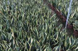 赤峰養(yǎng)蘭基地地址查詢電話號碼