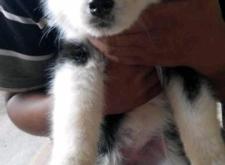 赤峰賣狗哪里好賣點啊電話號碼