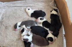 赤峰狗狗造型團購電話號碼查詢