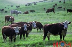 赤峰綠鑫養(yǎng)殖場地址電話號碼