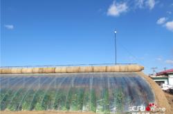 赤峰市結婚大棚廠家電話號碼