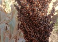 赤峰賣70斤捆草機(jī)電話地址