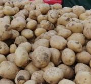 赤峰薯塔經(jīng)銷商電話號(hào)碼