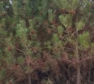 赤峰油松樹苗出售電話號碼查詢