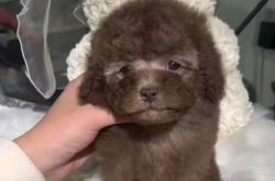 赤峰小體狗舍電話號碼查詢是多少