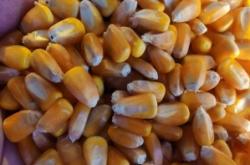 赤峰綠網(wǎng)批發(fā)電話號(hào)碼查詢