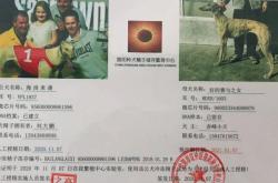 赤峰市狗狗認(rèn)領(lǐng)地點(diǎn)電話號碼