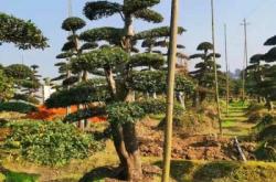 赤峰市榆樹樁子出售電話號(hào)碼