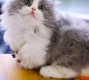 赤峰大嘴寵物店電話地址查詢