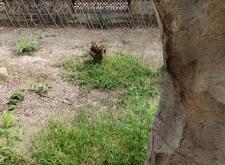 赤峰市內(nèi)動(dòng)物救助站電話號(hào)碼