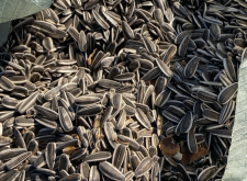 赤峰收割向日葵電話號(hào)碼是多少