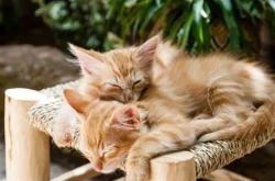 赤峰貓咪剃毛店電話號碼查詢